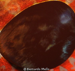 Look what I found insiide of the eye of an scorpion Fish.... by Bernardo Mello 